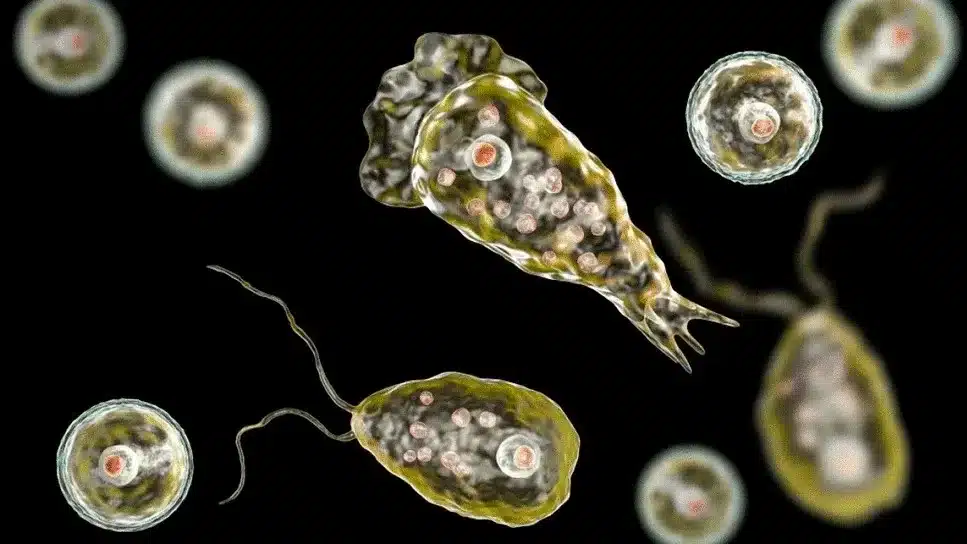 What is Primary Amoebic Meningoencephalitis (PAM)?