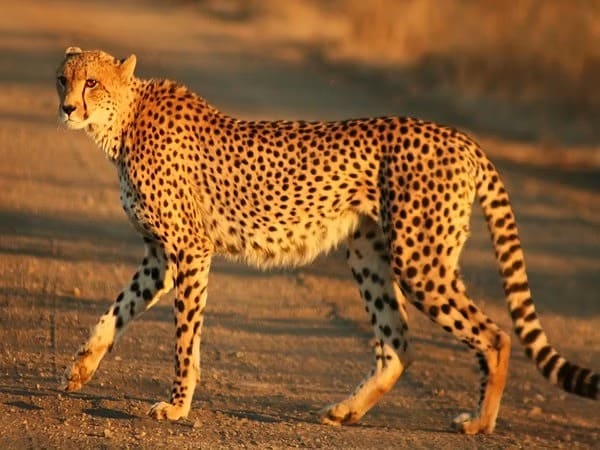 Project Cheetah