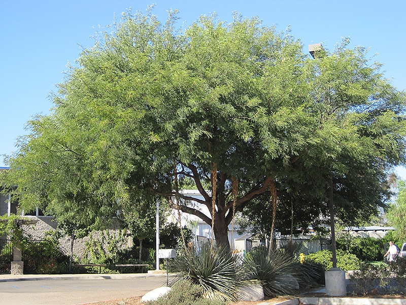 Prosopis Chilensis
