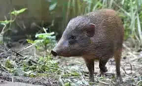 Pygmy Hog