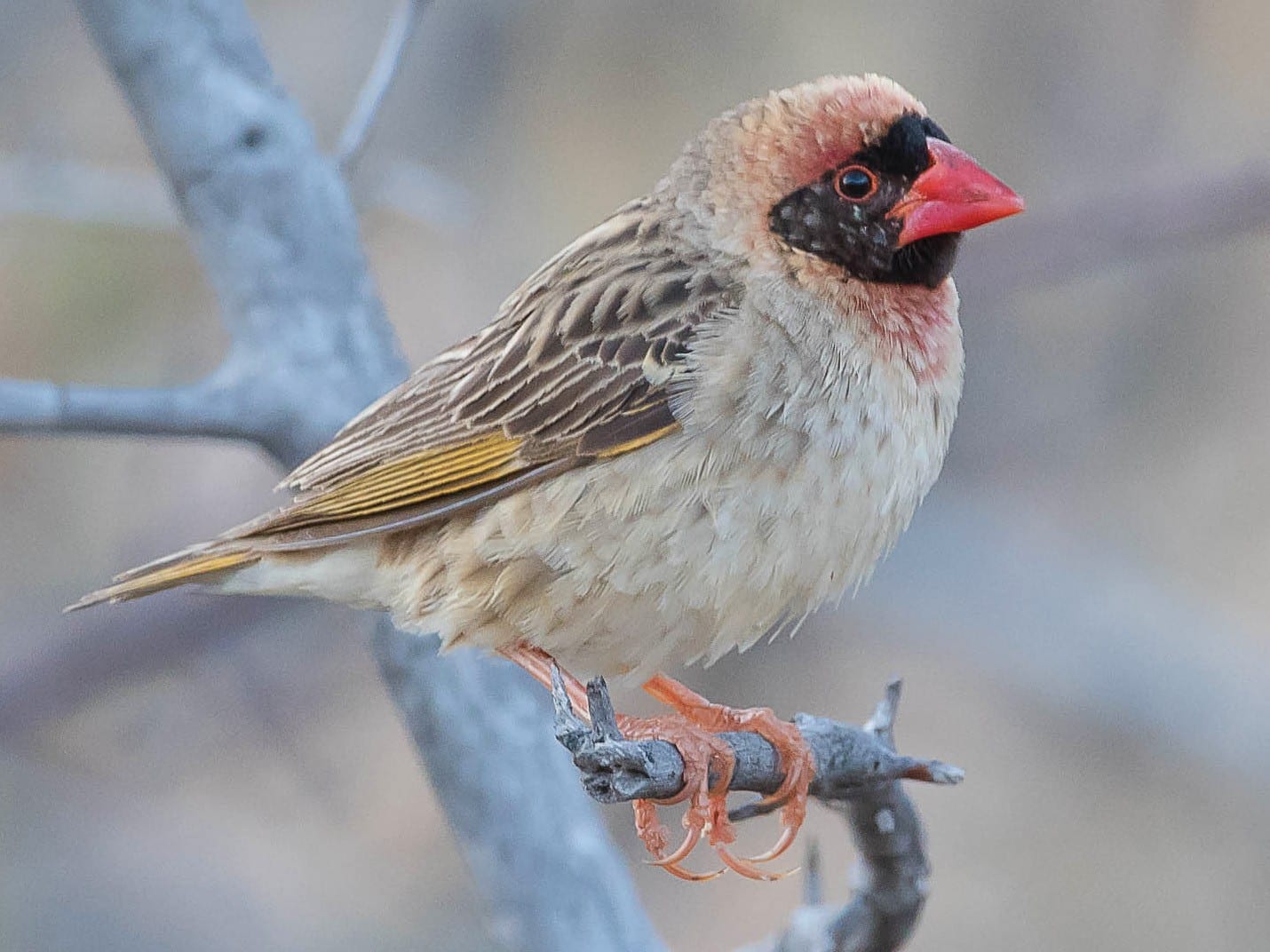 Red-Billed Quelea