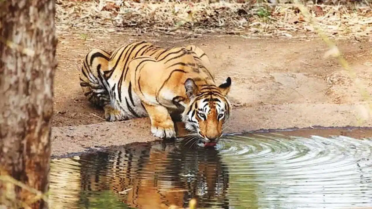 Sahyadri Tiger Reserve (STR)