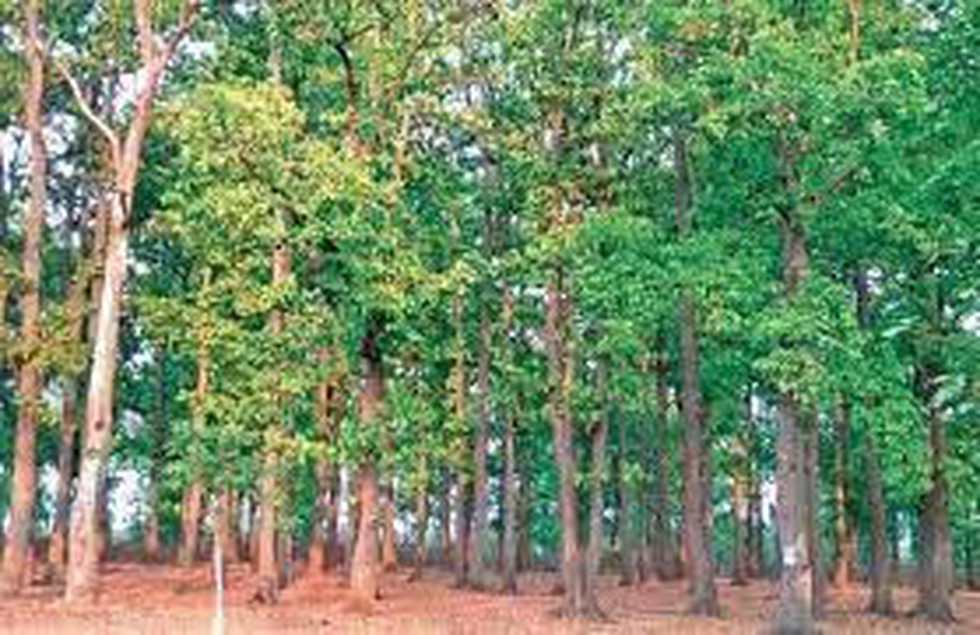 Sal Tree