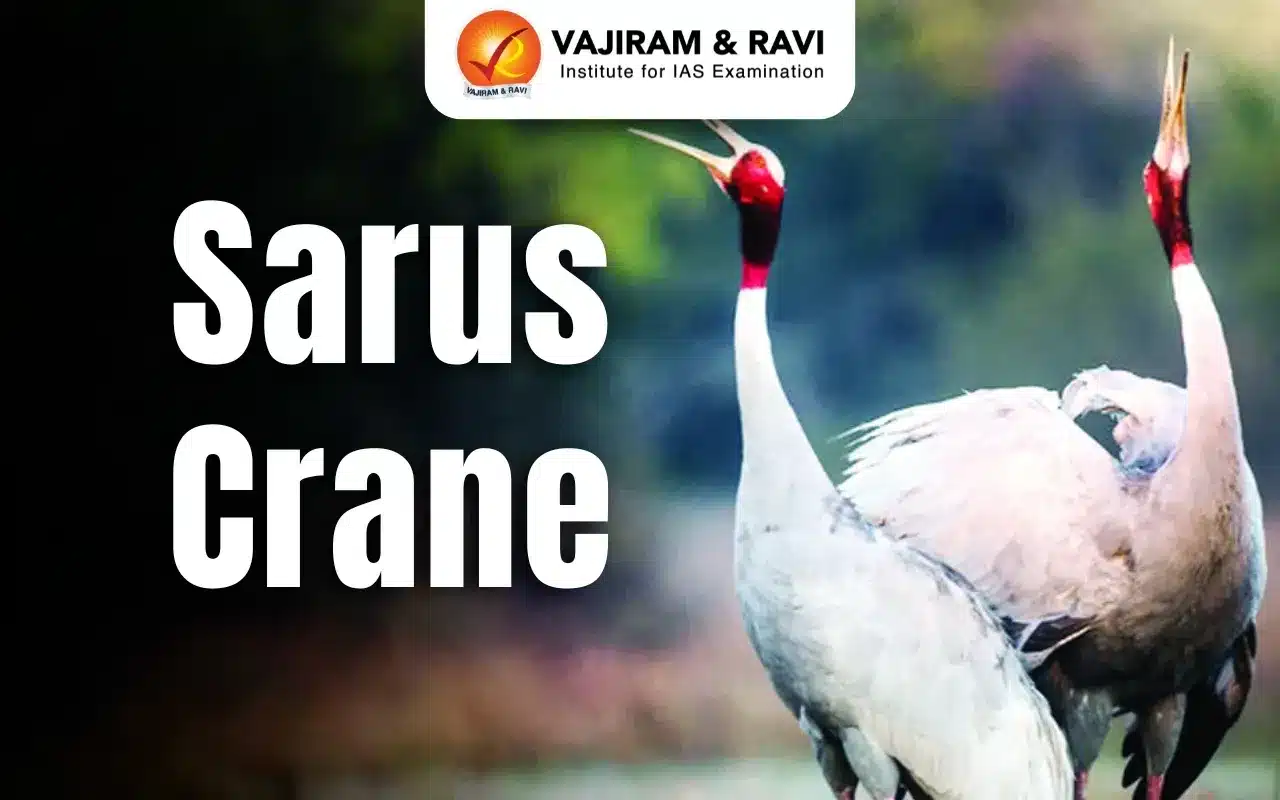 Sarus Crane