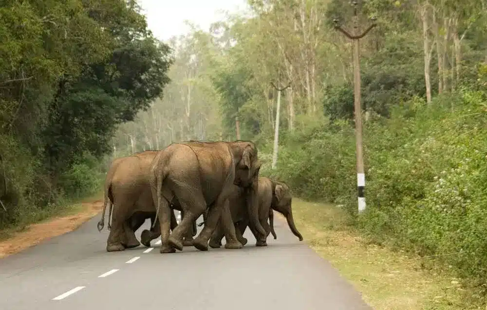 Sathyamangalam Tiger Reserve