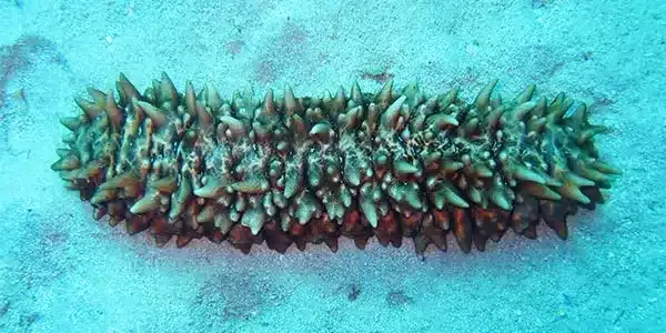 Key facts about Sea cucumbers
