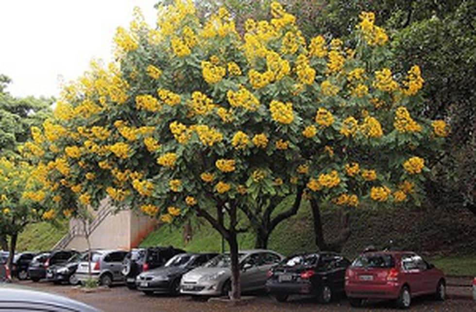 Senna Spectabilis