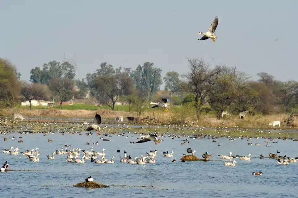 Sultanpur National Park