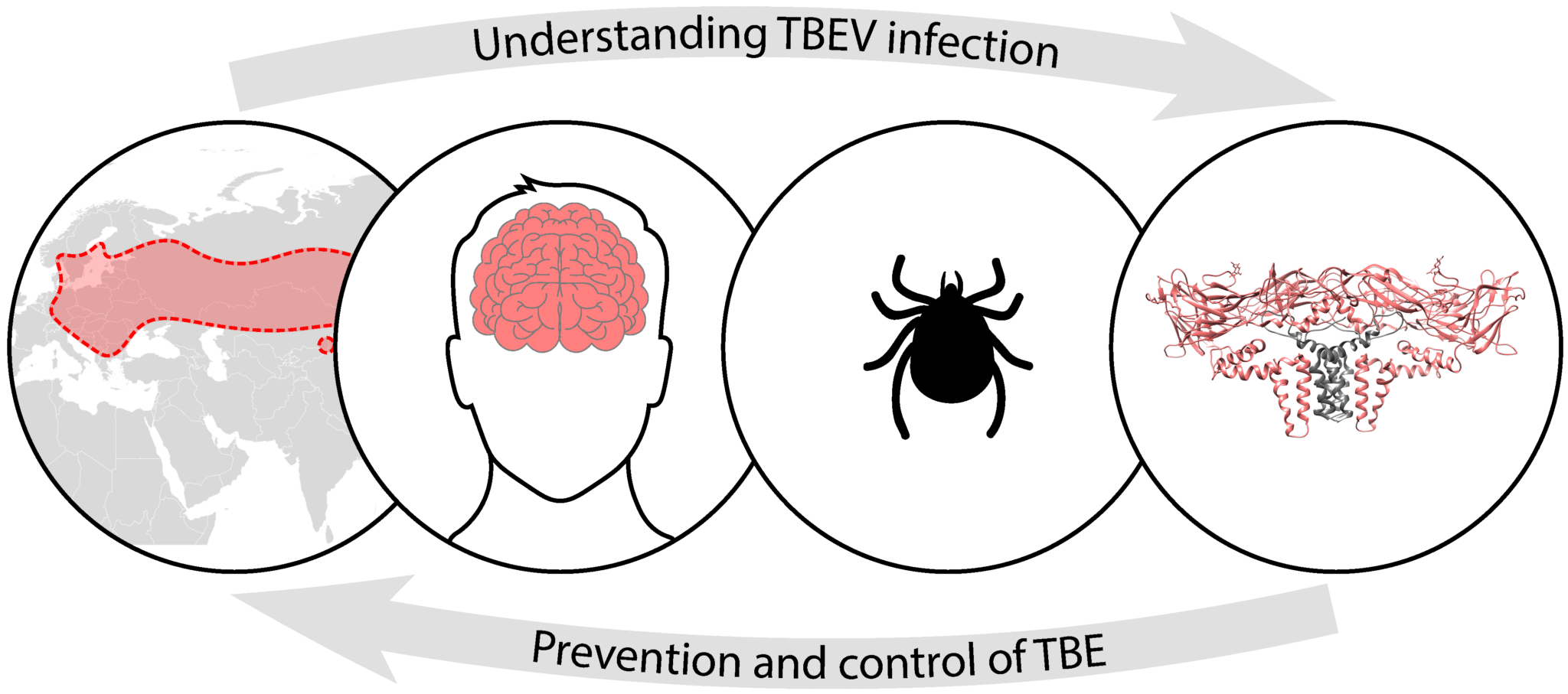 Tick-borne Encephalitis