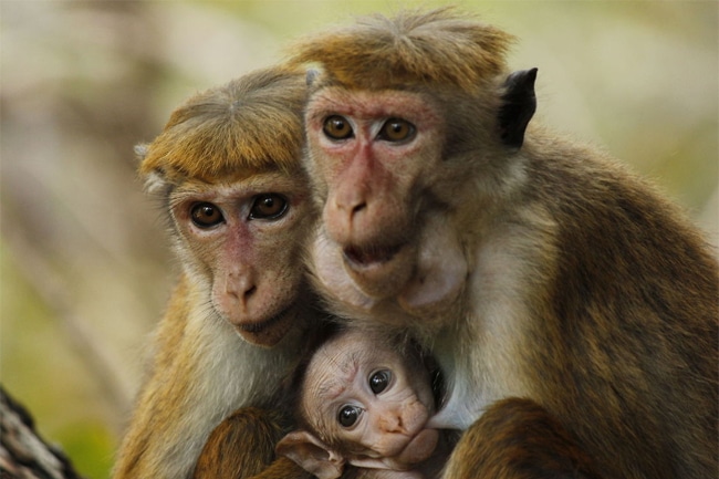 Toque Macaque