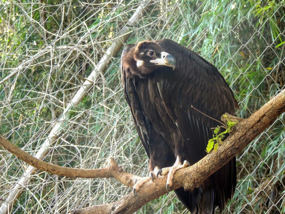 Vultures