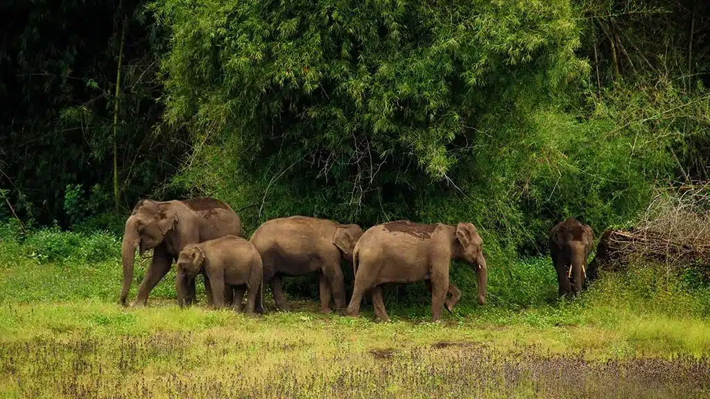 Wayanad Wildlife Sanctuary (WWS)