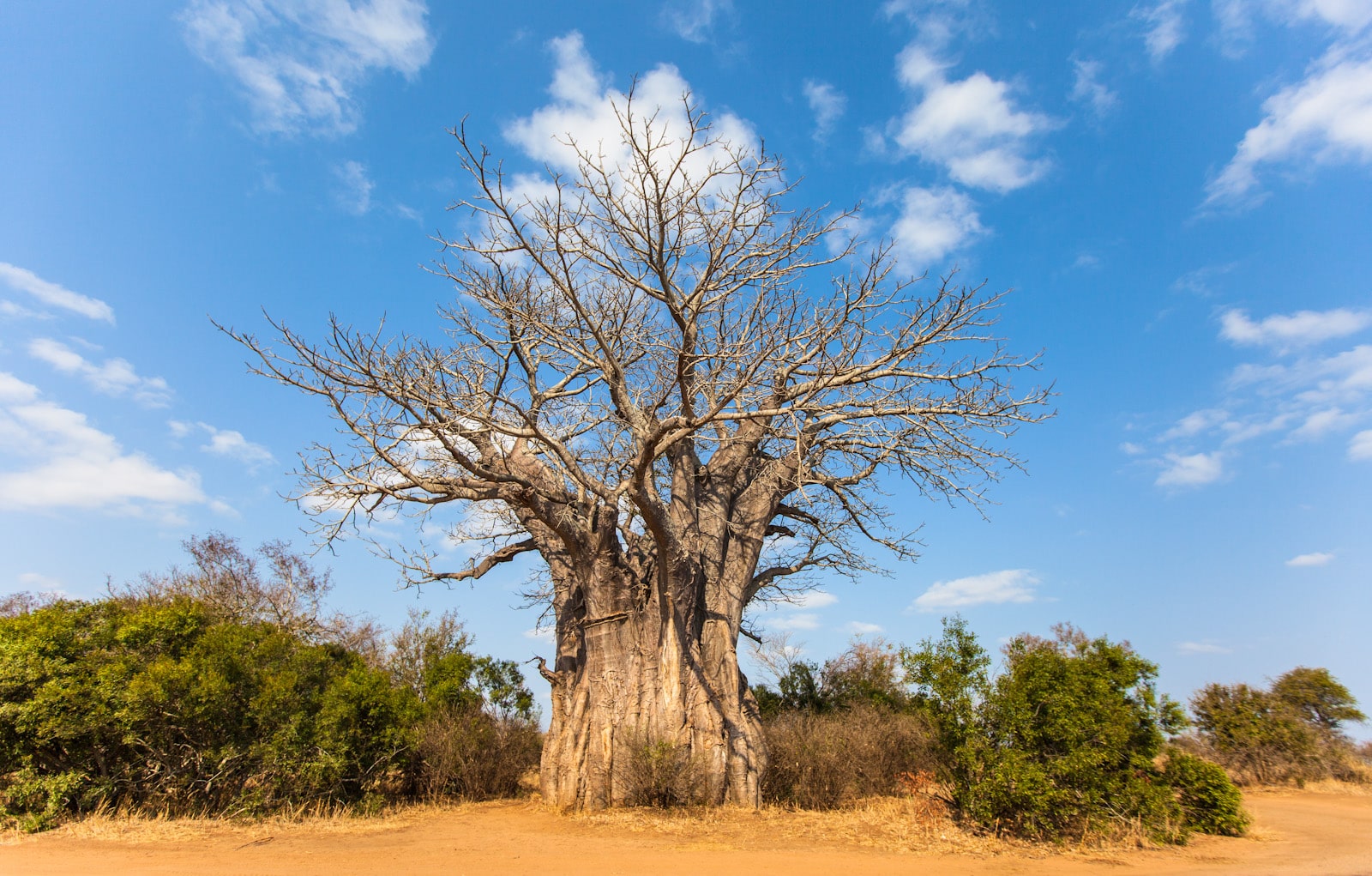 What are Baobab Trees?