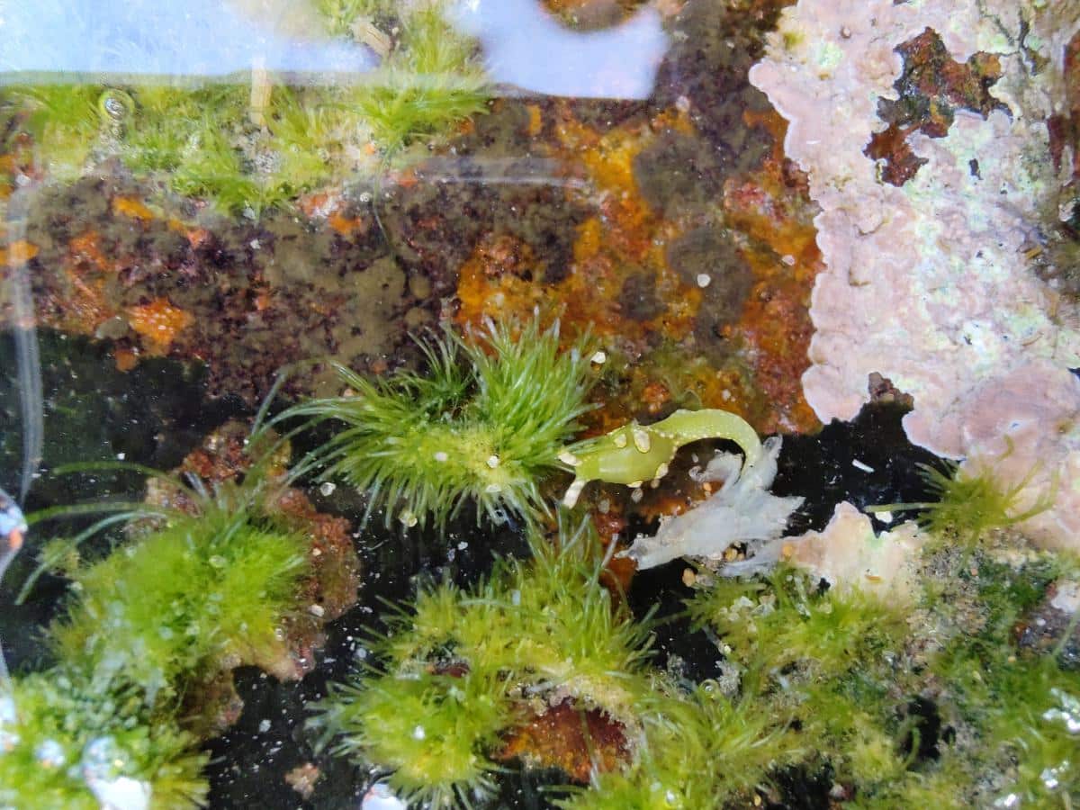 What are Sea Slugs?