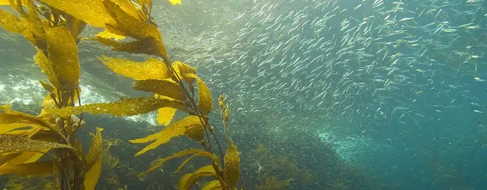 What are Seaweeds?