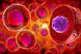 What are Stem Cells?