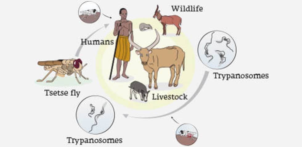 What is African Animal Trypanosomosis?