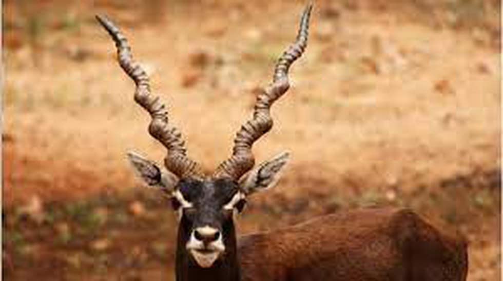 What is Blackbuck?