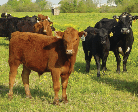 What is Bovine Viral Diarrhoea (BVD)?
