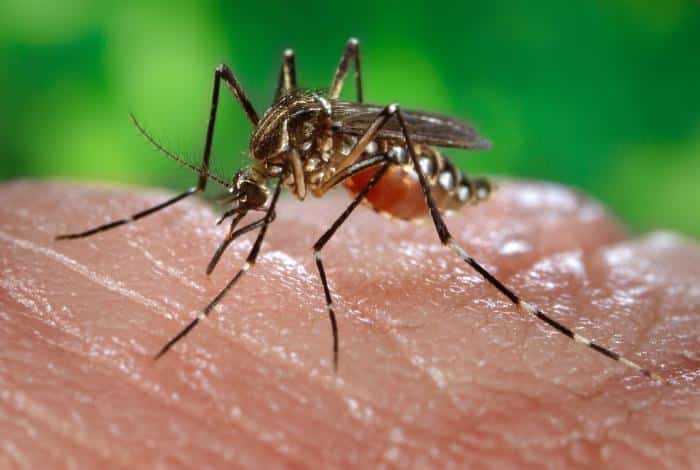 What is Chikungunya?