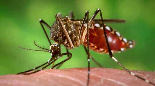 What is Dengue Fever?