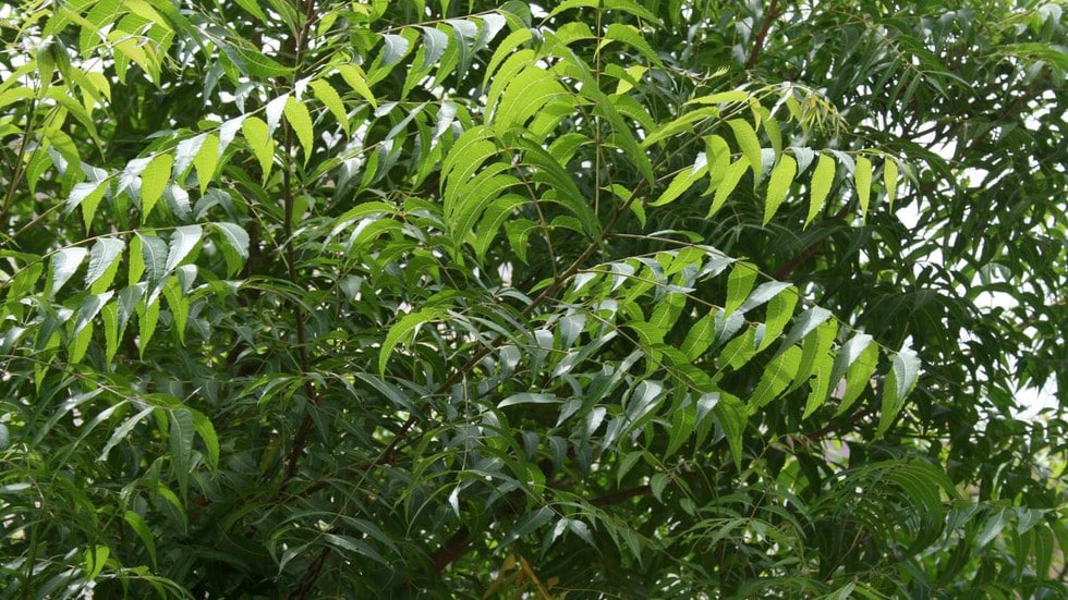 What is Dieback Disease?