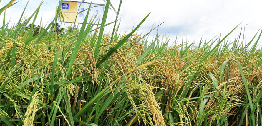 Direct Seeded Rice (DSR)