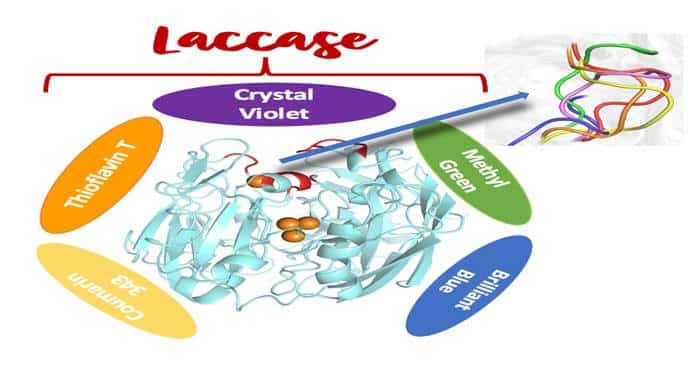 What is Enzyme Laccase?