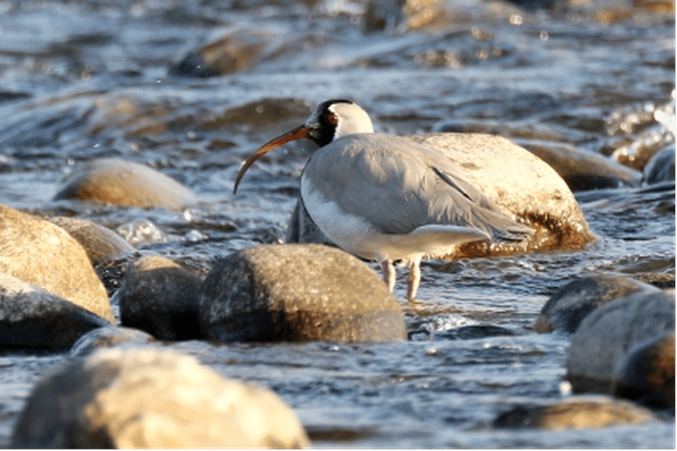 What is Ibisbill?