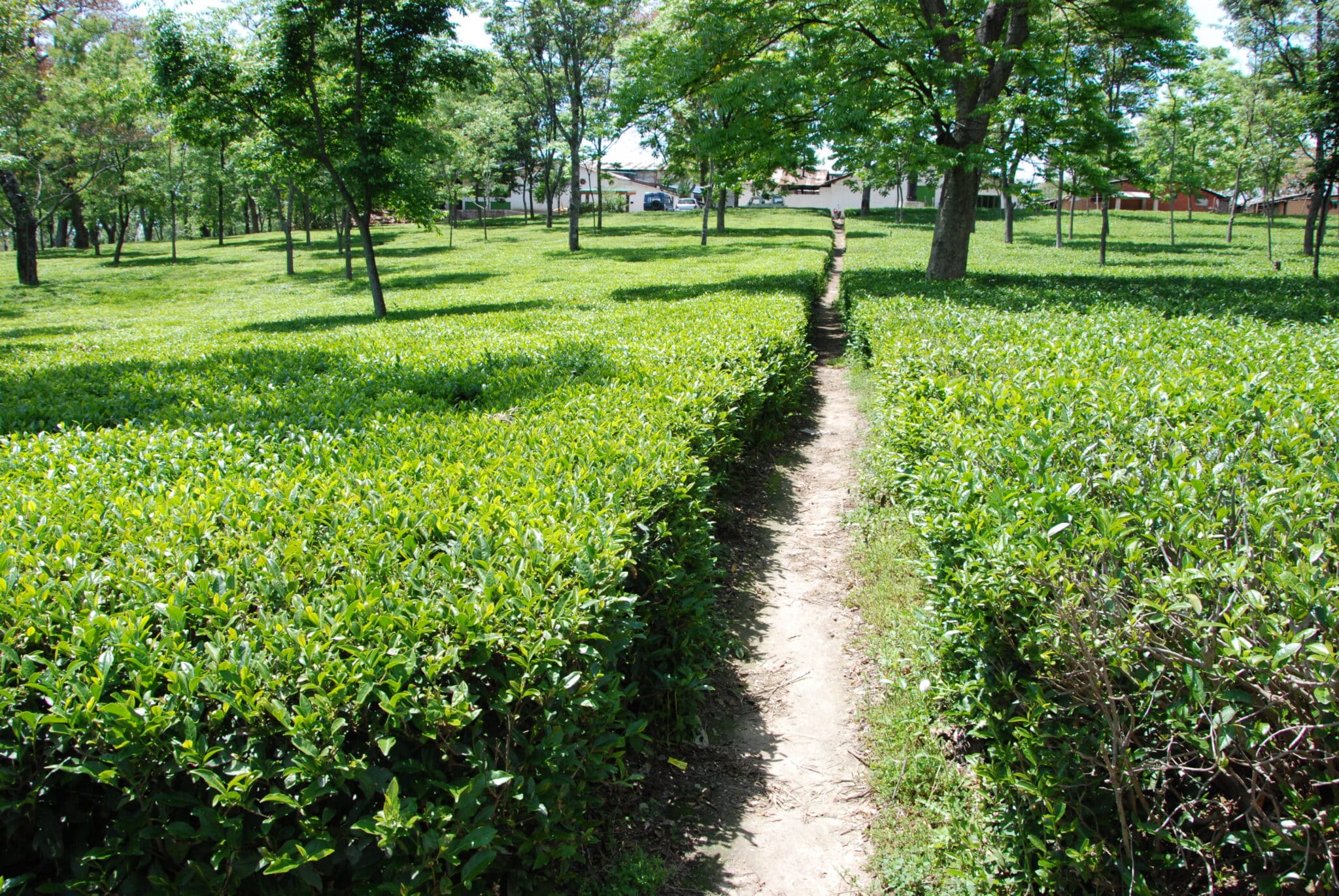 What is Kangra Tea?