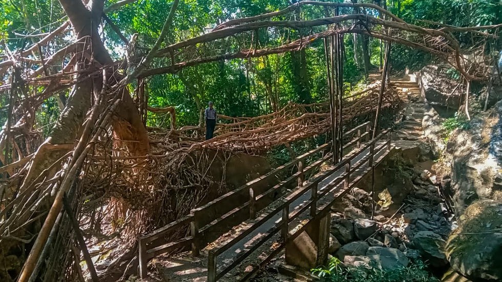 What is Meghalaya’s Living Root Bridge?