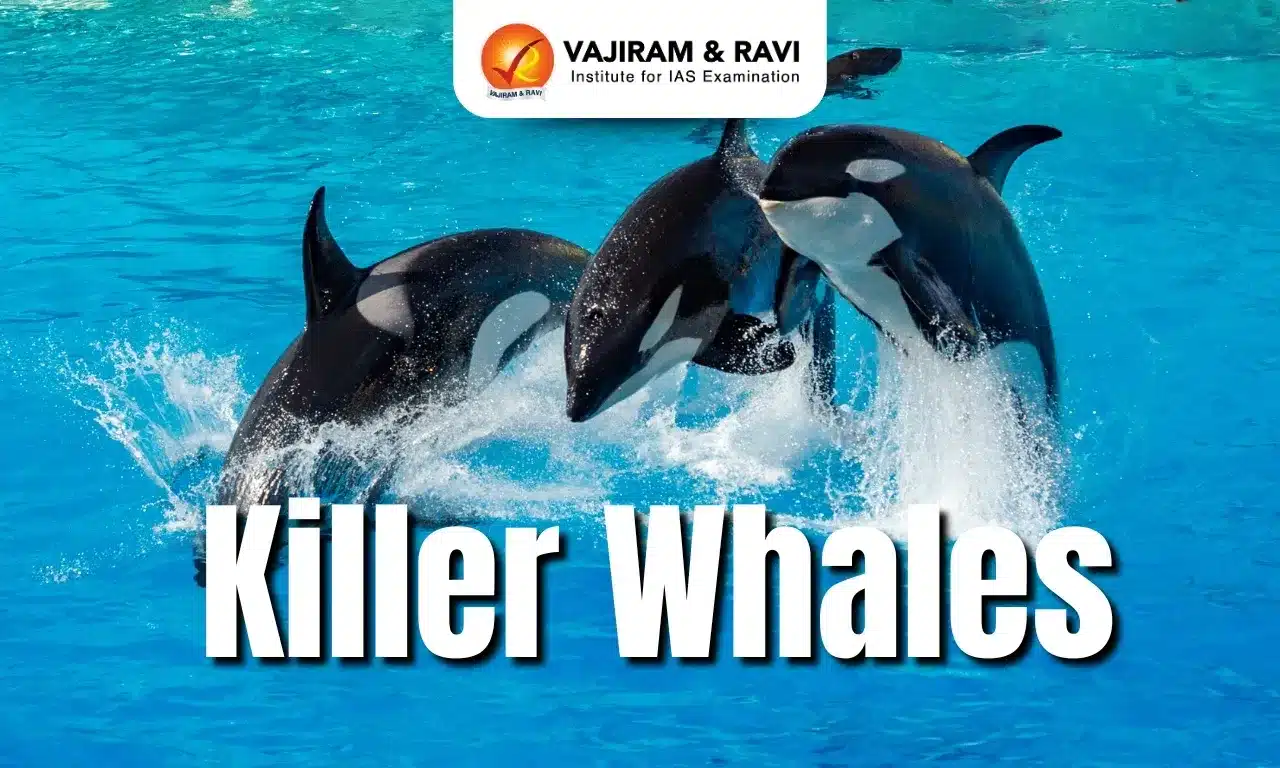 Killer Whales (Orcas)