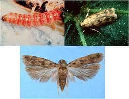 What is Pink Ballworm?