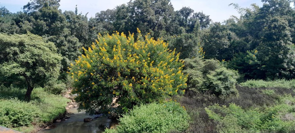What is Senna Spectabilis