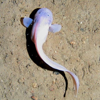What is Snailfish?