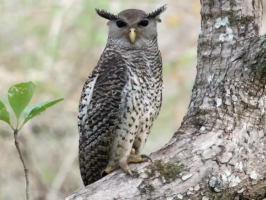 What is Spot Bellied Eagle Owl?