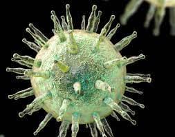 What is the Epstein-Barr Virus (EBV)?