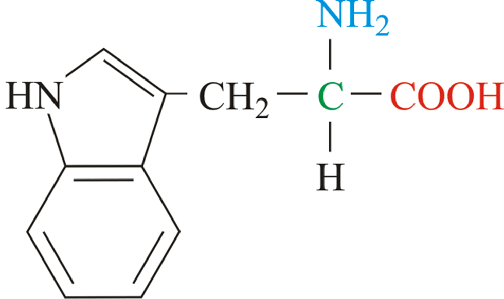 What is Tryptophan?