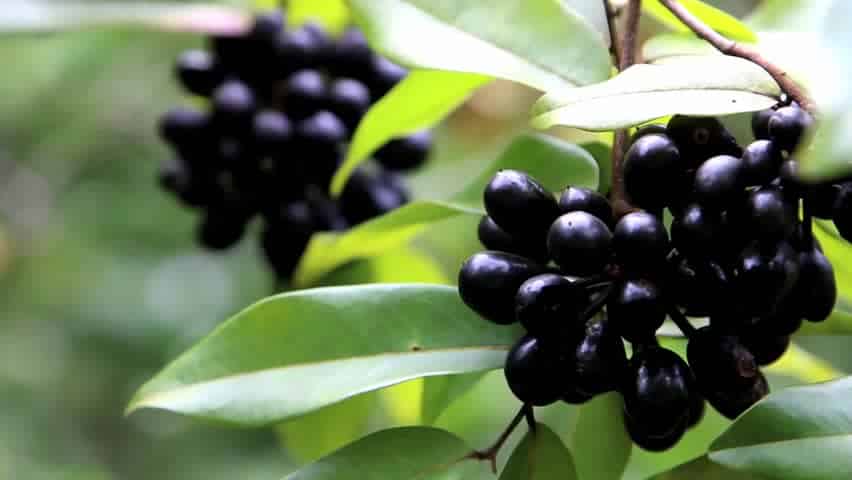 Jamun tree