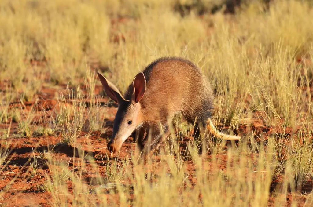 Aardvarks