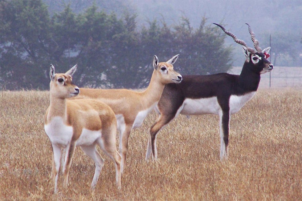 Abohar wildlife sanctuary
