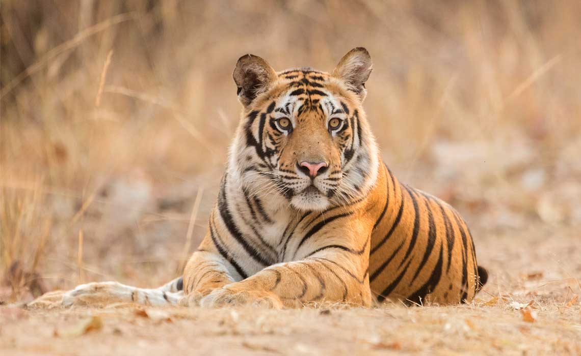 About Bandhavgarh Tiger Reserve