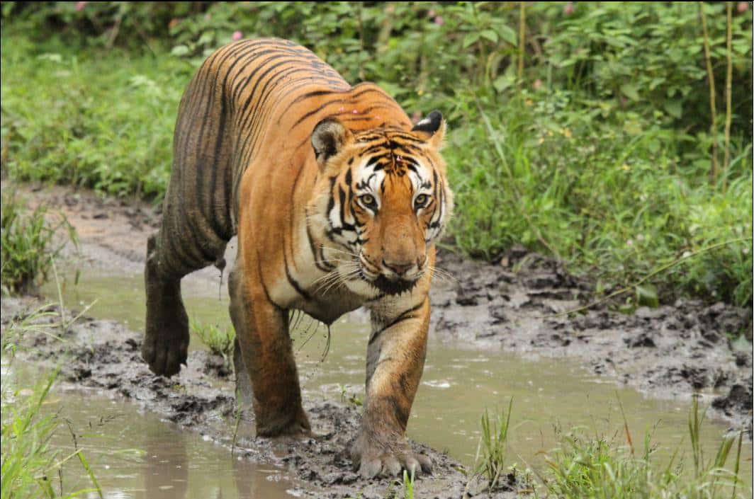 About Mudumalai Tiger Reserve UPSC