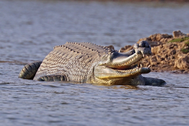 About National Chambal Sanctuary