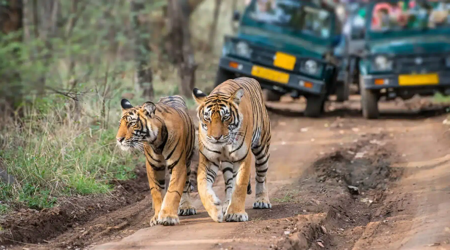 About Pilibhit Tiger Reserve