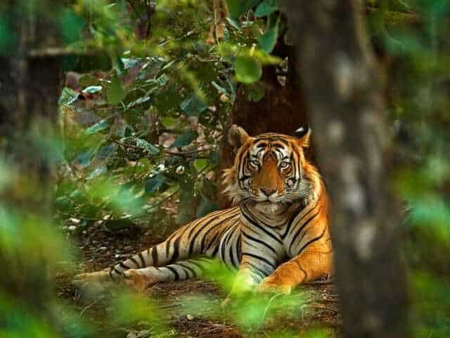 About Ramgarh Vishdhari Tiger Reserve