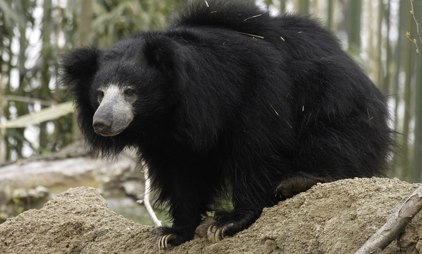 About Sloth Bear