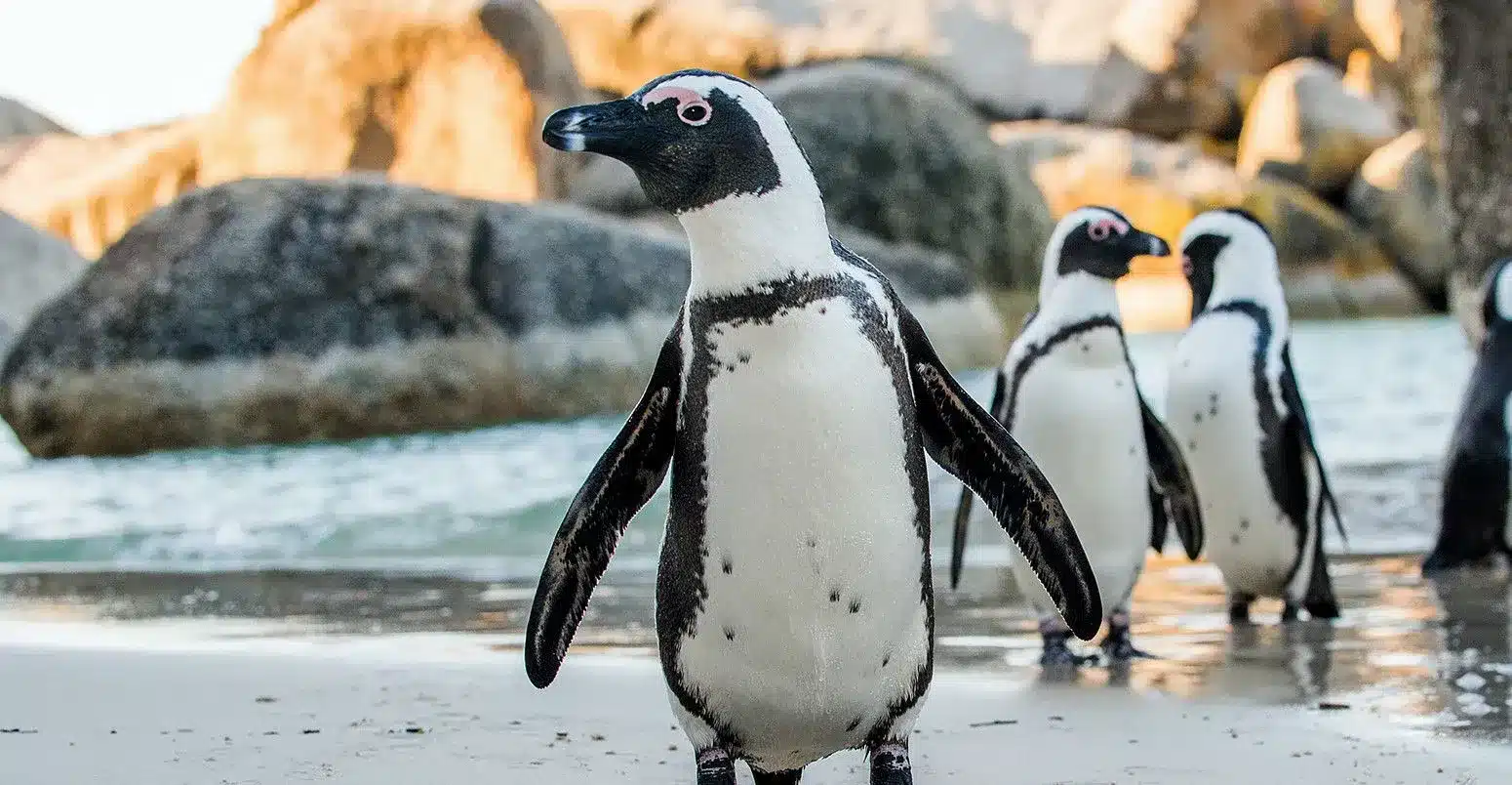 African Penguin