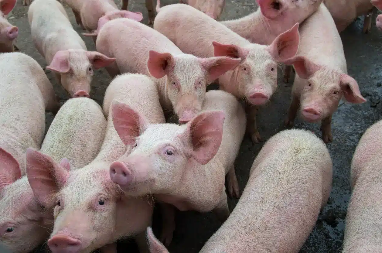 What is African Swine Fever (ASF)?