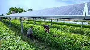 Agrivoltaic Farming